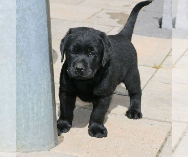 Medium Photo #2 Labrador Retriever Puppy For Sale in NARVON, PA, USA