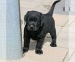 Small #1 Labrador Retriever