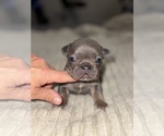 Small #1 French Bulldog