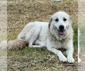 Great Pyrenees-Unknown Mix Dogs for adoption in San Antonio, TX, USA