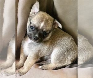 Chihuahua Puppy for Sale in AIKEN, South Carolina USA