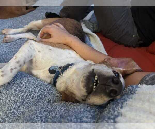 Medium Photo #6 Beagle-Unknown Mix Puppy For Sale in Dunnellon, FL, USA