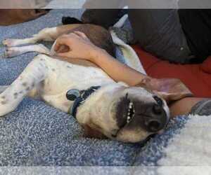 Mabel CL - Female Beagle-Unknown Mix Dog for Adoption - Photo #6