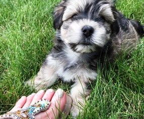 Morkie Puppy for sale in BROOKFIELD, WI, USA