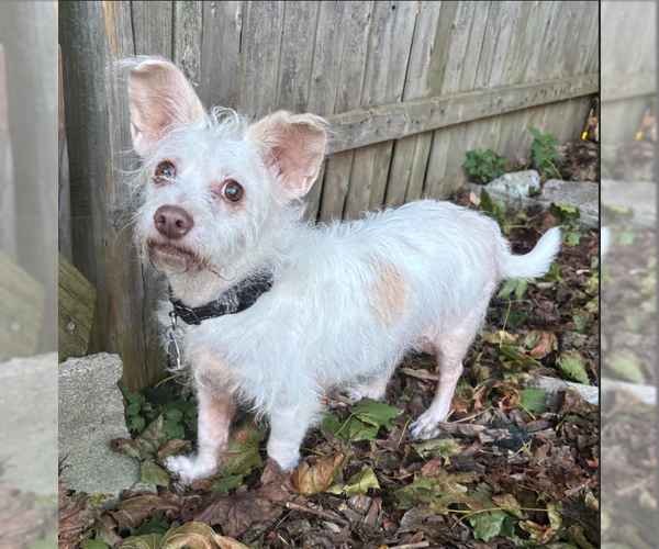 Medium Photo #3 Mutt Puppy For Sale in Cranston, RI, USA