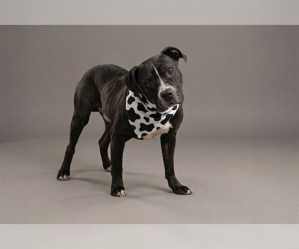 Medium Photo #1 Mutt Puppy For Sale in Belleville, IL, USA