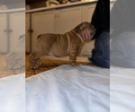 Puppy Fawn Male English Bulldog