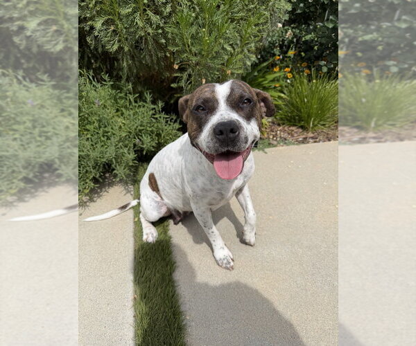 Medium Photo #3 Mutt Puppy For Sale in Studio City, CA, USA