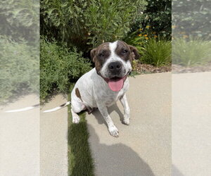 ROKI - Female Mutt Dog for Adoption - Photo #3