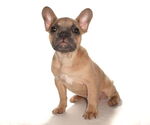 Small #1 French Bulldog