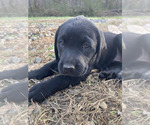 Small Bluetick Coonhound-Labrador Retriever Mix