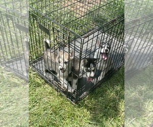 Siberian Husky Puppy for sale in FLORISSANT, MO, USA