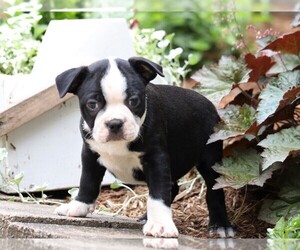 Boston Terrier Puppy for sale in FREDERICKSBG, OH, USA
