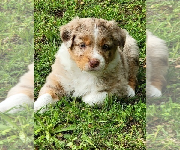 Medium Photo #2 Australian Shepherd Puppy For Sale in WEATHERFORD, TX, USA