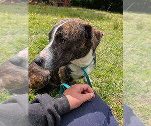 Mutt Dogs for adoption in garner, NC, USA