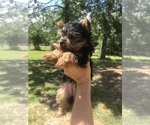 Small Photo #3 Yorkshire Terrier Puppy For Sale in BAY MINETTE, AL, USA