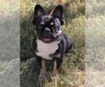 Small #1 French Bulldog