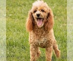 Small Photo #1 Poodle (Miniature) Puppy For Sale in LITITZ, PA, USA
