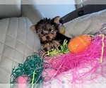 Small Photo #1 Yorkshire Terrier Puppy For Sale in PASSAIC, NJ, USA