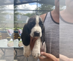 Basset Hound Puppy for sale in OVIEDO, FL, USA