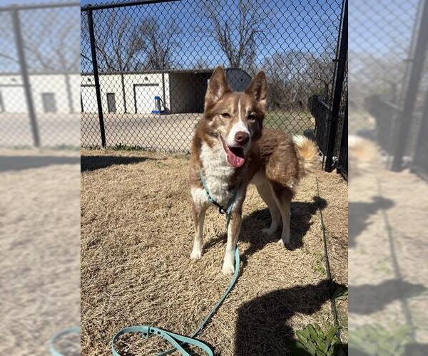 Medium Photo #2 Siberian Husky Puppy For Sale in Temple, TX, USA