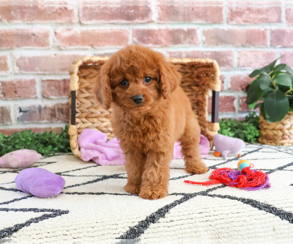 Medium Photo #3 Cavapoo Puppy For Sale in SYRACUSE, IN, USA