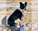 Small Photo #3 Border Collie Puppy For Sale in Laramie, WY, USA