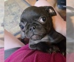 Small #1 Pug