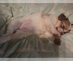 Small #25 Maltipom-Pomeranian Mix