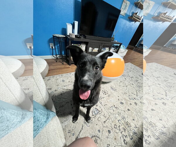 Medium Photo #1 German Shepherd Dog-Unknown Mix Puppy For Sale in San Diego, CA, USA