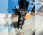 Small German Shepherd Dog Mix