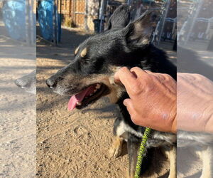 Hunter - Male Australian Kelpie Dog for Adoption - Photo #11