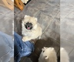 Small Photo #6 Pomeranian Puppy For Sale in FORDLAND, MO, USA