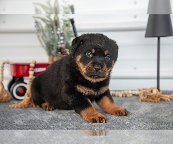 Medium Photo #3 Rottweiler Puppy For Sale in BRYANT, IN, USA