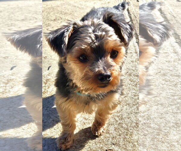 Medium Photo #4 Mutt Puppy For Sale in Arlington, VA, USA