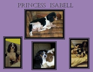 Mother of the Cavalier King Charles Spaniel puppies born on 04/23/2017