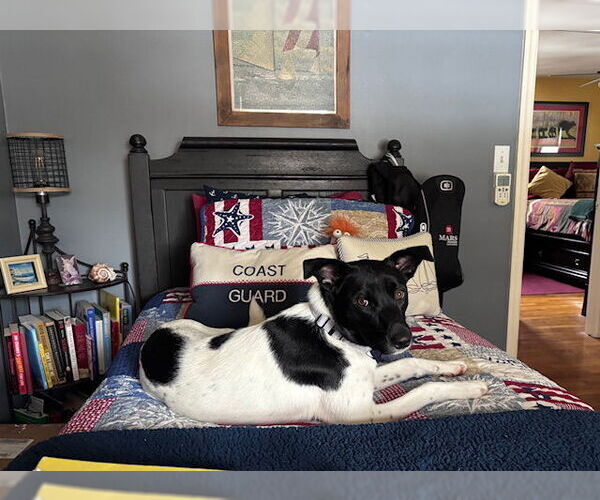 Medium Photo #2 Border Collie-Unknown Mix Puppy For Sale in Rockaway, NJ, USA