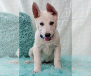 German Shepherd Dog Puppy for sale in WARREN, MA, USA