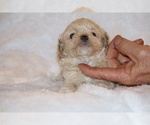Small Photo #5 Poodle (Toy) Puppy For Sale in DYERSBURG, TN, USA