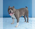 Small #1 American Pit Bull Terrier