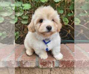 Maltipoo Puppy for sale in TEMECULA, CA, USA