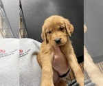 Small Photo #5 Golden Retriever Puppy For Sale in SUFFOLK, VA, USA