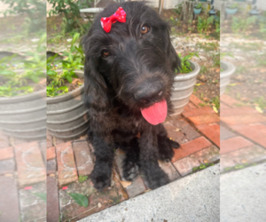 Labradoodle Puppy for sale in PEMBROKE, GA, USA