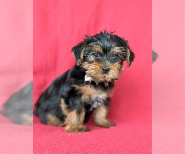 Medium Photo #3 Yorkshire Terrier Puppy For Sale in QUARRYVILLE, PA, USA