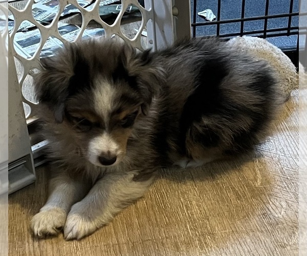 Medium Photo #5 Miniature Australian Shepherd Puppy For Sale in FORT MORGAN, CO, USA