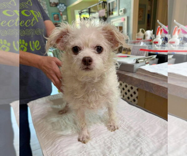 Medium Photo #1 Chi-Poo (Miniature) Puppy For Sale in Benton, LA, USA
