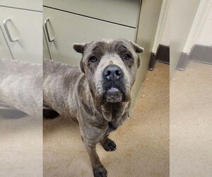 Mutt Dogs for adoption in Goodyear, AZ, USA