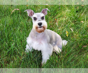 Schnauzer (Miniature) Puppy for sale in SYRACUSE, IN, USA