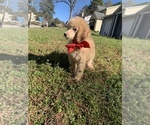 Puppy 2 Poodle (Standard)