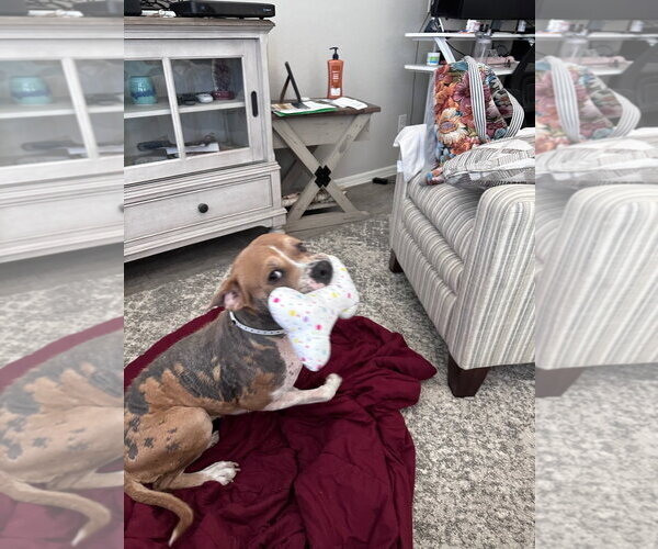 Medium Photo #1 Boxer-Unknown Mix Puppy For Sale in Chandler, AZ, USA